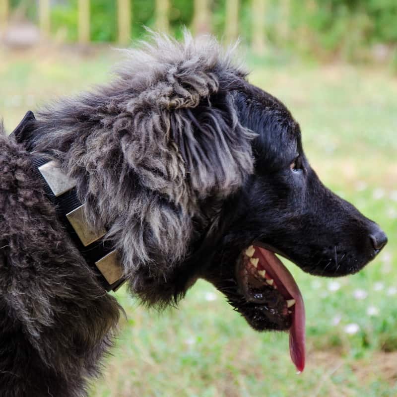 Ошейник из нейлона для кавказской овчарки «Concrete slabs»
